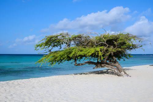 Aruba - CARIBE Noviembre 2026